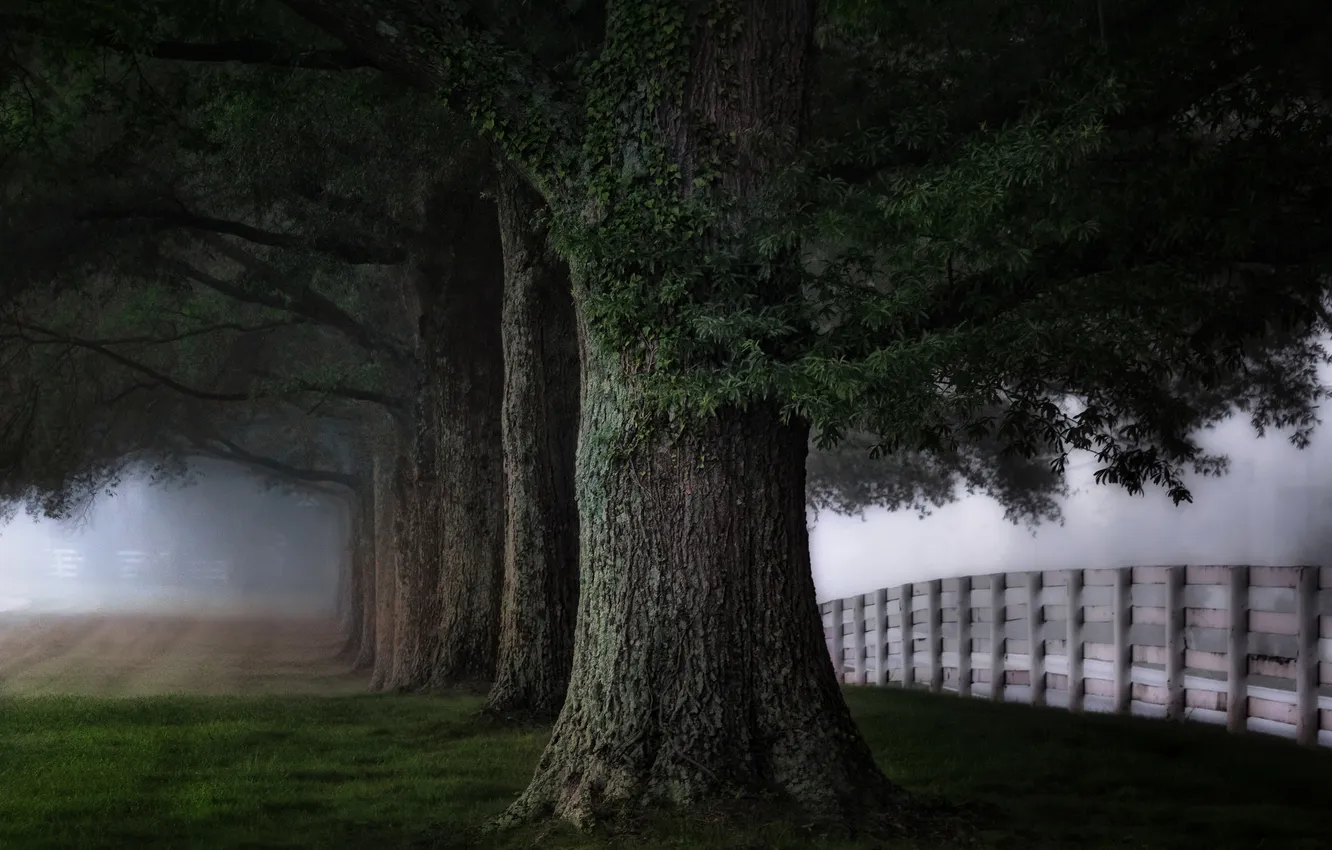 Фото обои деревья, туман, забор