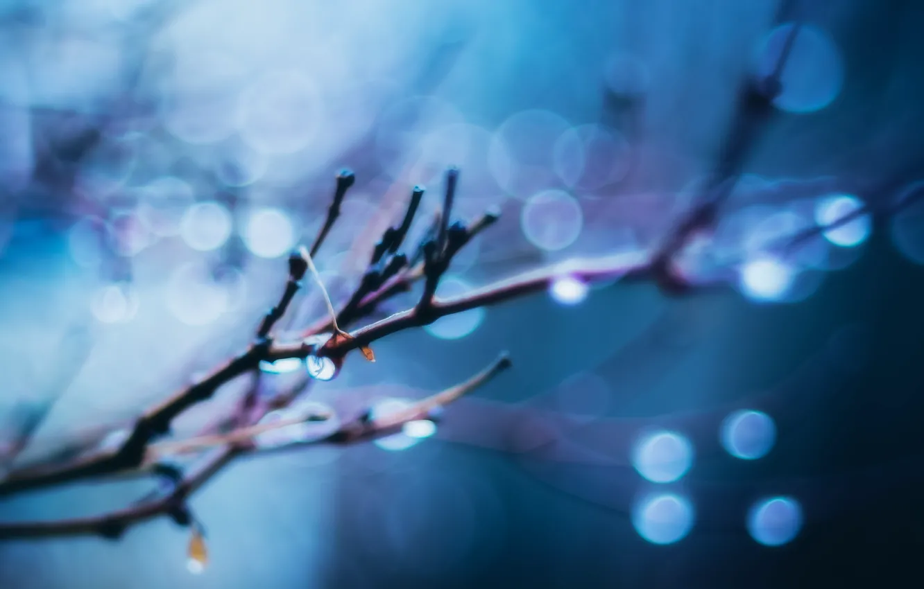 Фото обои blue, bokeh, drops, buds, globes, bracnhes