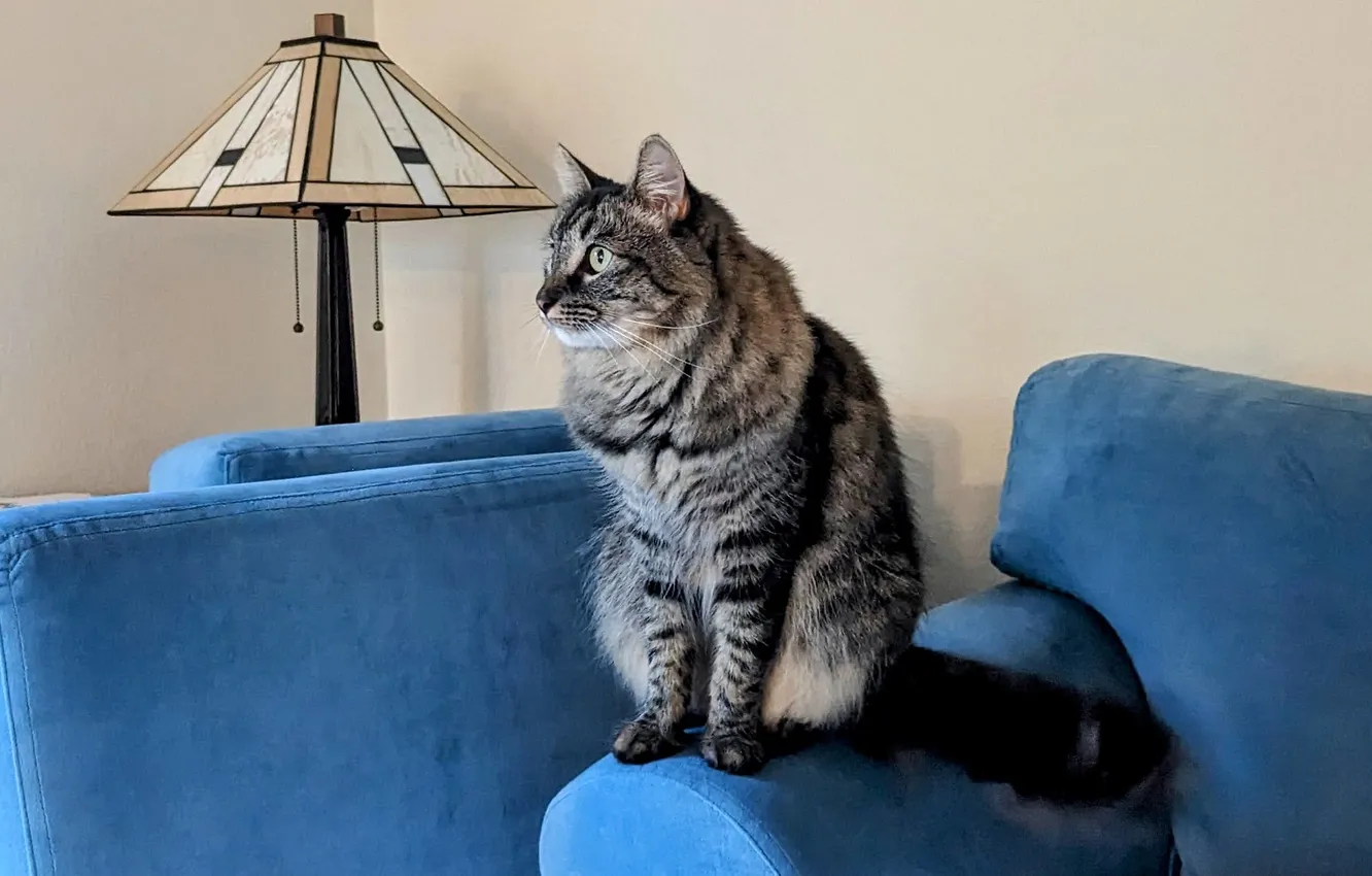 Фото обои кошка, кот, лампа, кресло, коте