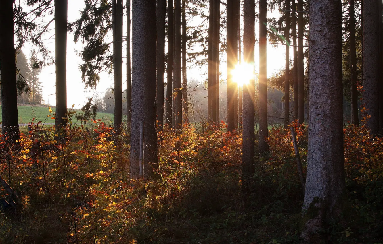 Фото обои лес, солнце, деревья