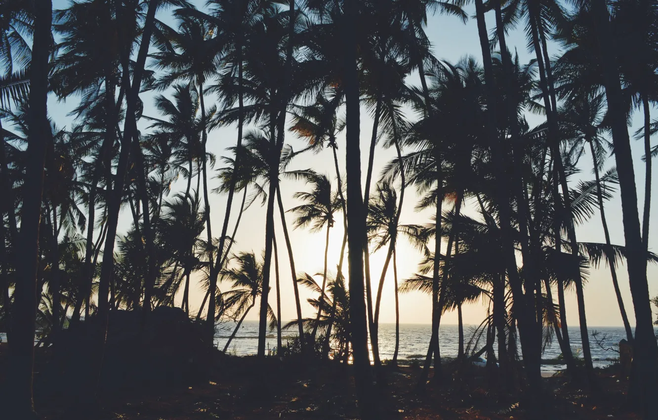 Фото обои пальмы, минимализм