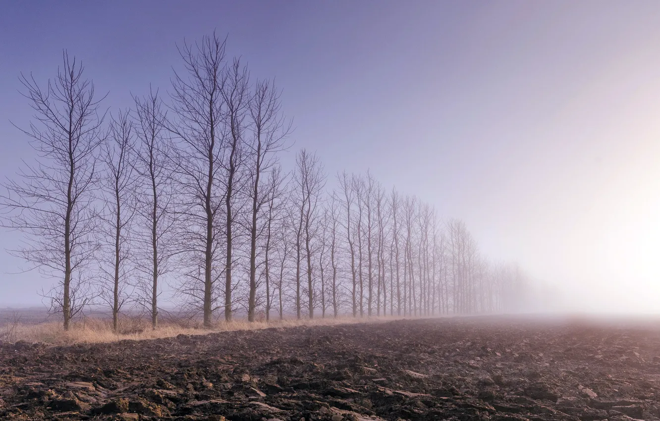 Фото обои поле, деревья, туман, пашня