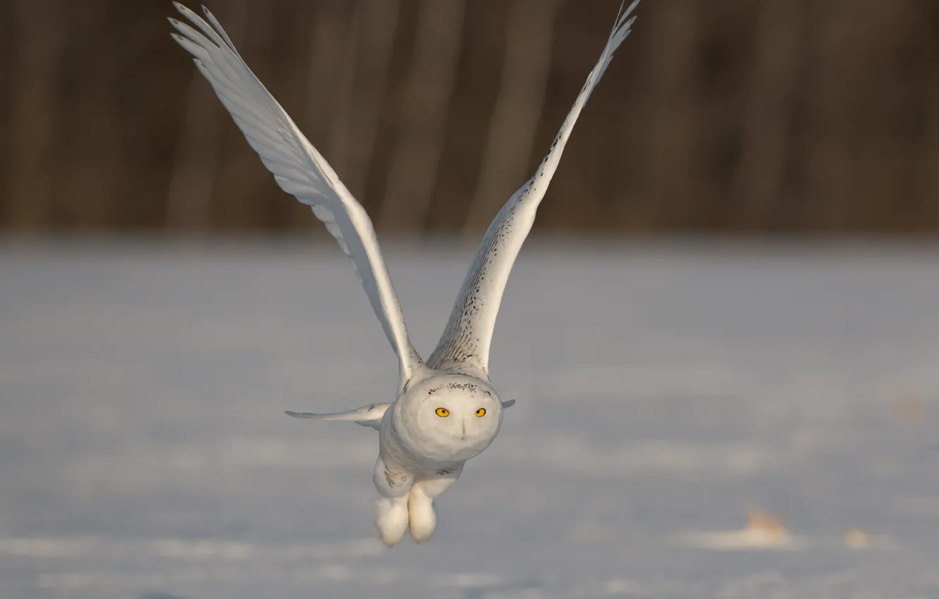 Фото обои крылья, полёт, взмах, полярная сова