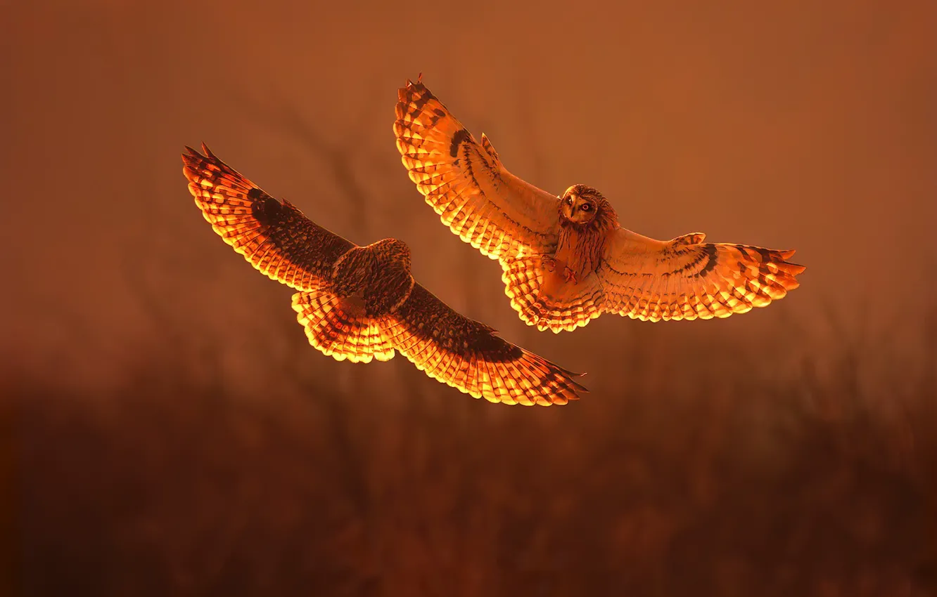 Фото обои sunset, fight, short eared owl
