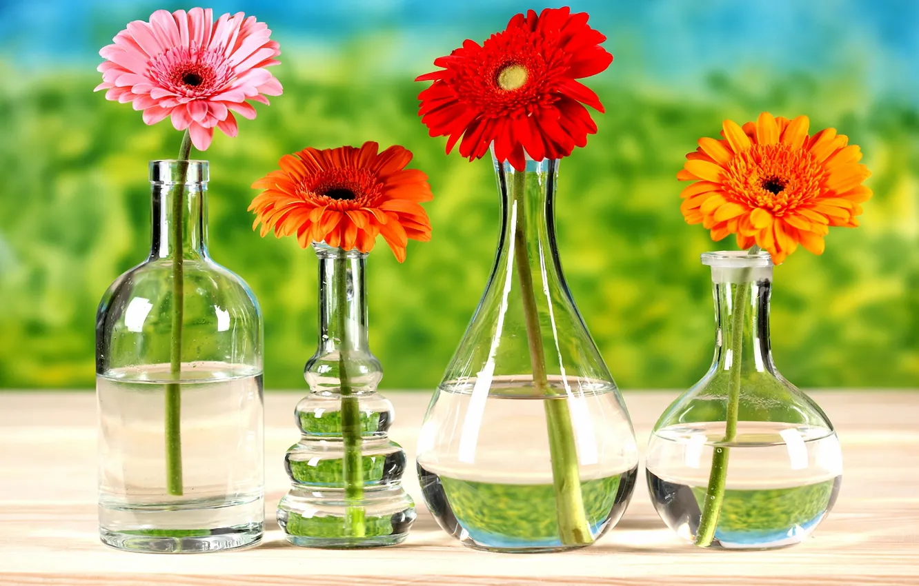 Фото обои зелень, цветы, стол, бутылка, хризантемы, вазы