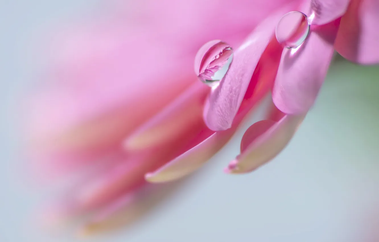 Фото обои цветок, капли, макро, роса, розовый