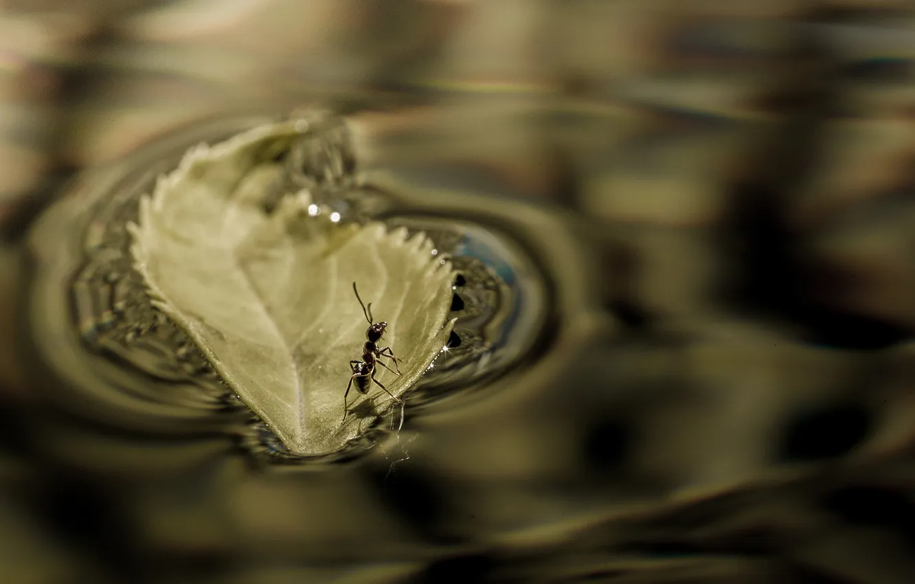 Фото обои вода, макро, лист, лодка, муравей