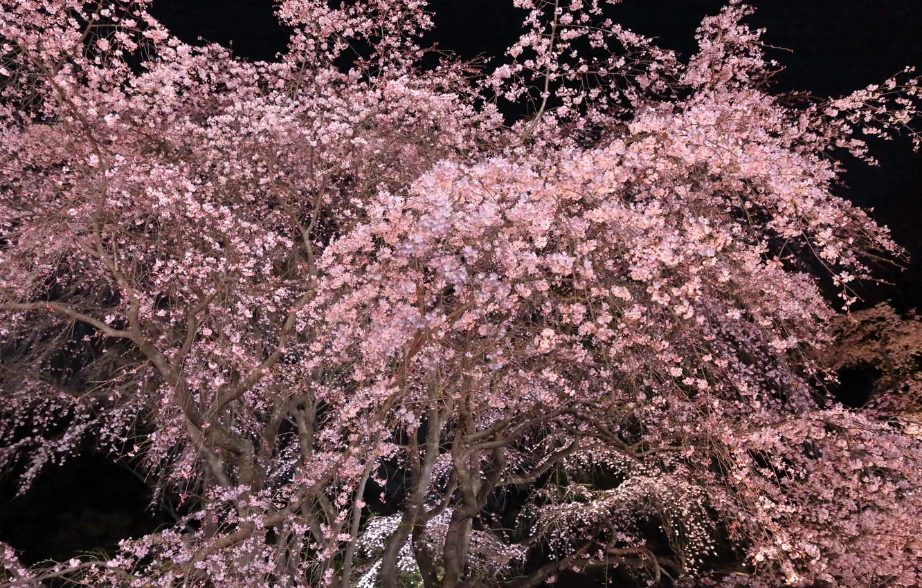 Фото обои природа, дерево, сакура, цветение