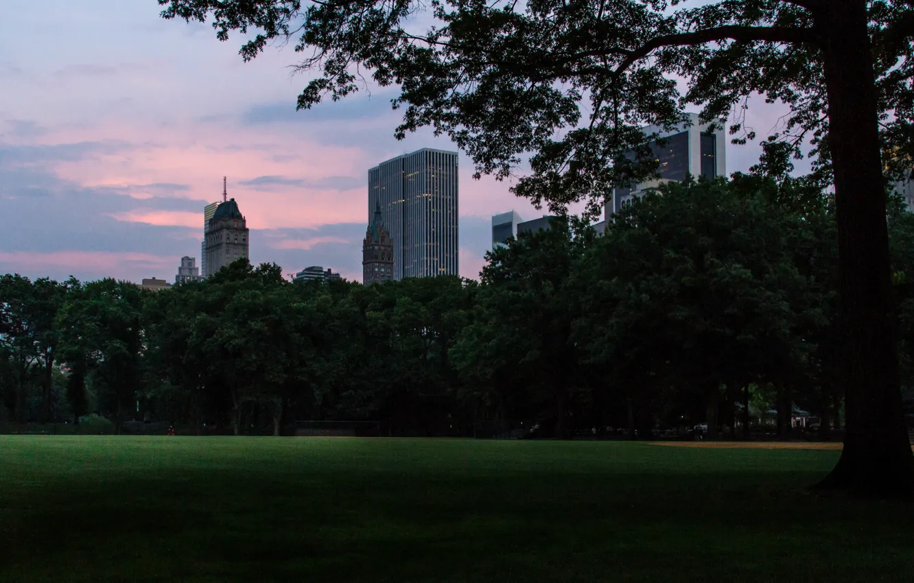 Фото обои USA, grass, skyline, trees, nature, New York, Manhattan, park