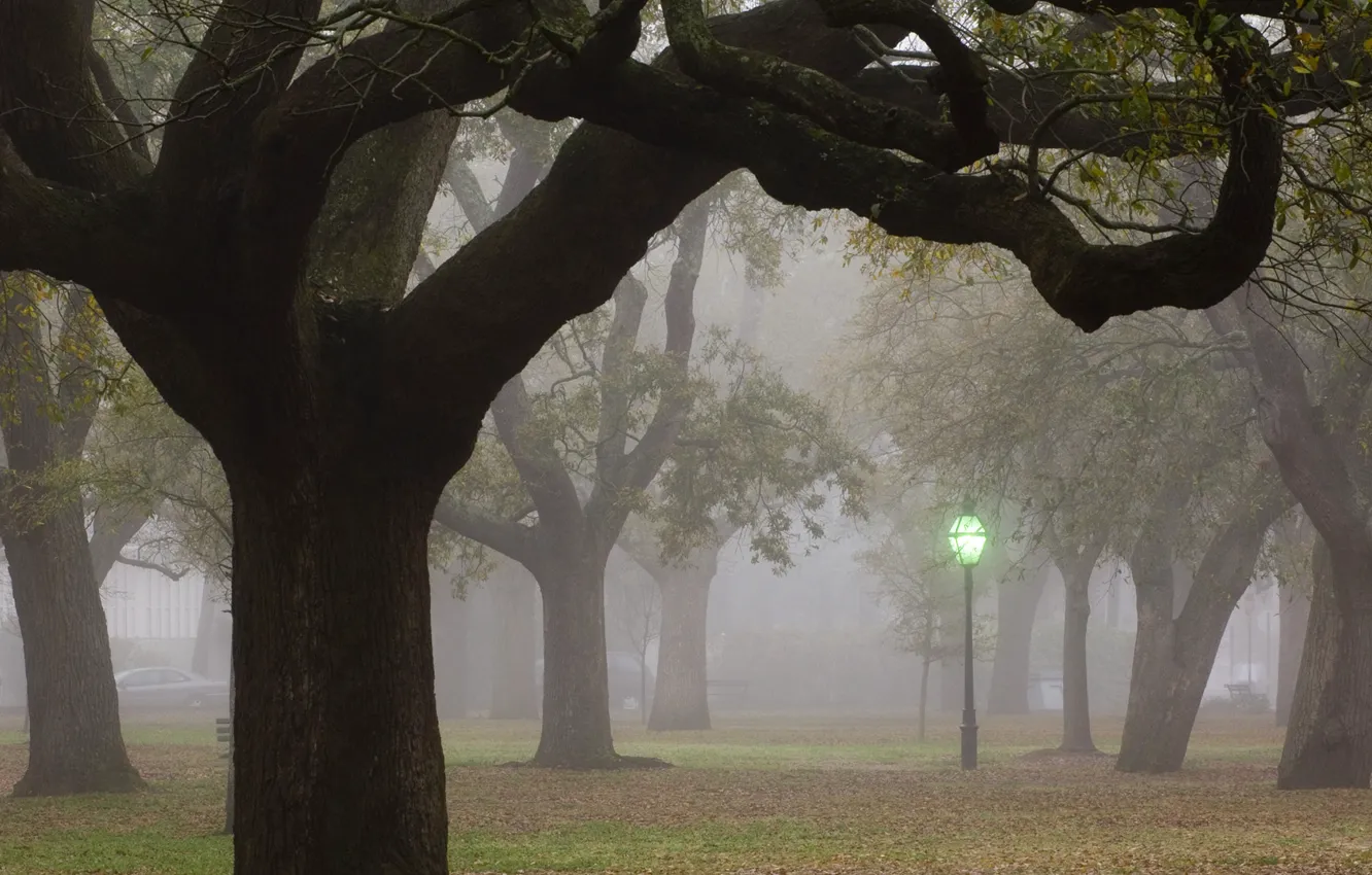 Фото обои деревья, город, туман, фонарь