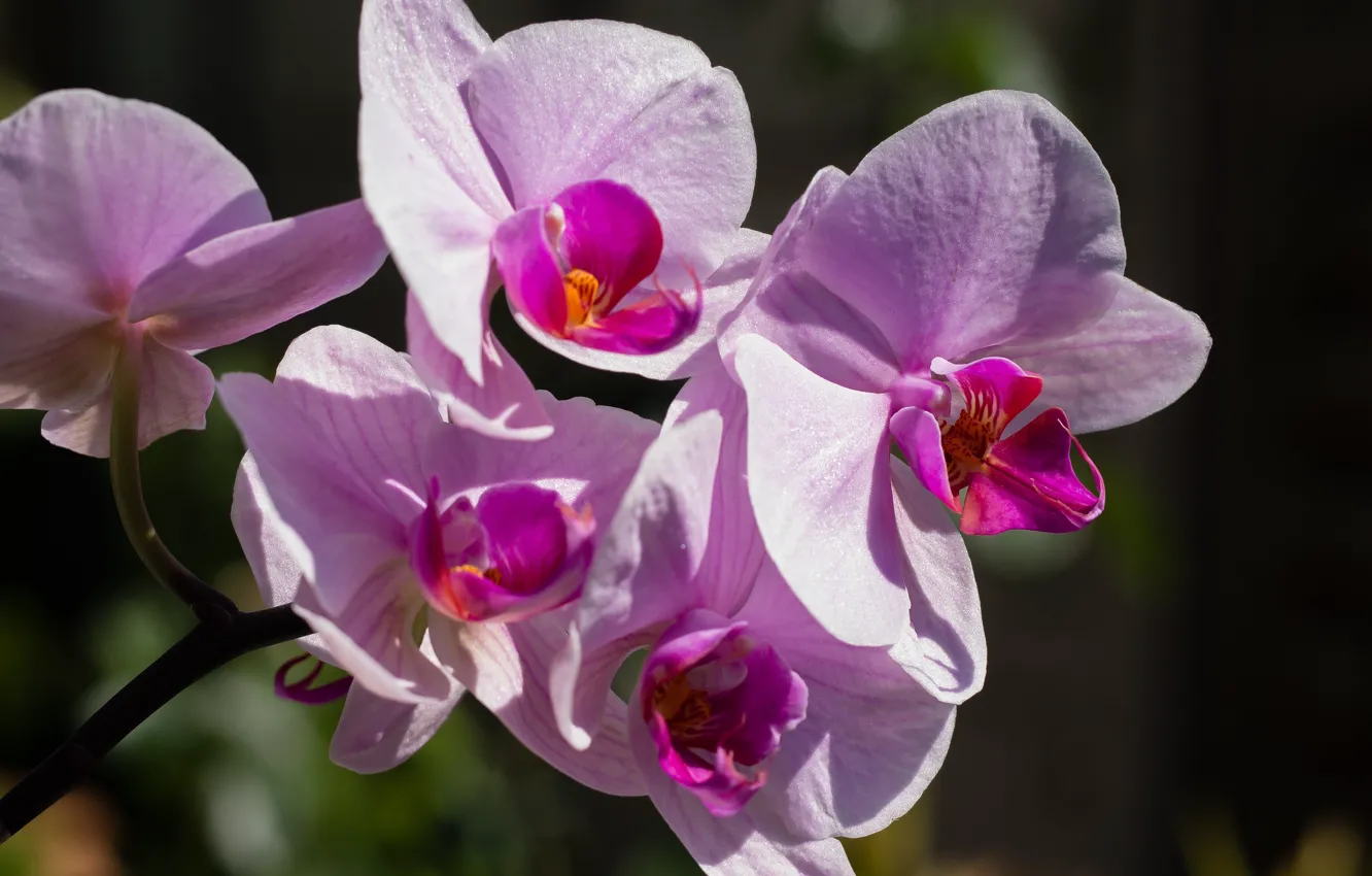 Фото обои макро, орхидея, фаленопсис