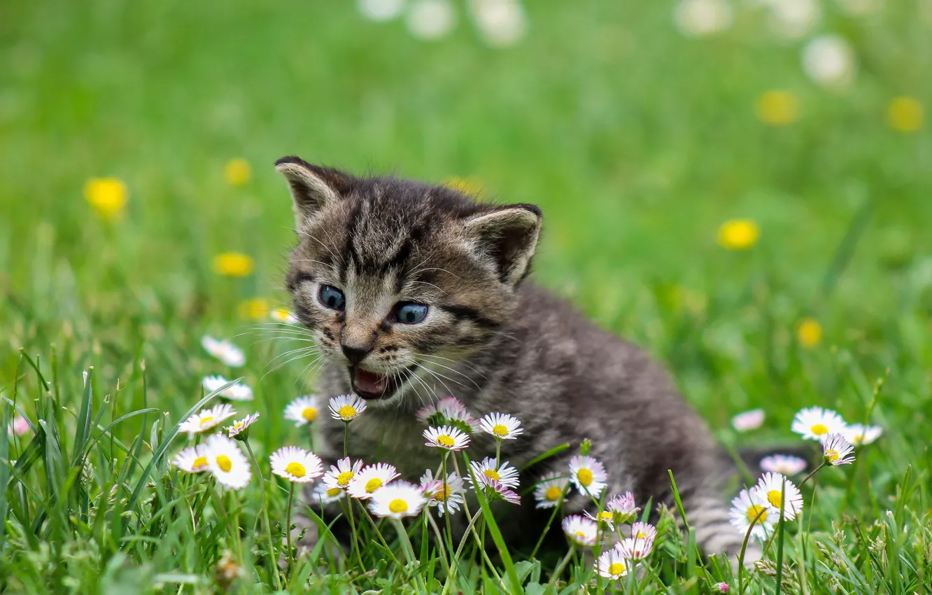 Фото обои трава, цветы, малыш, котёнок, боке, маргаритки, пискля