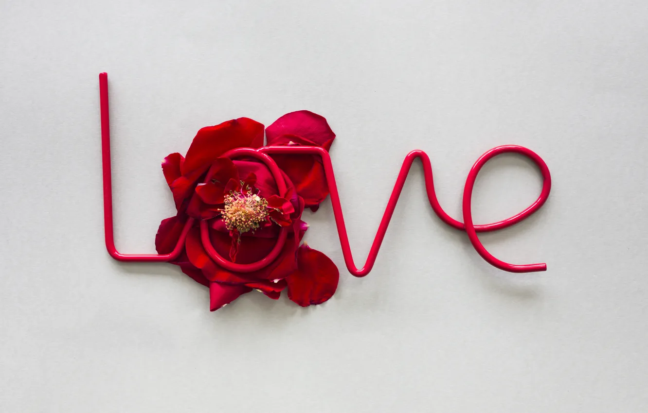 Фото обои любовь, розы, лепестки, red, love, rose, romantic, petals