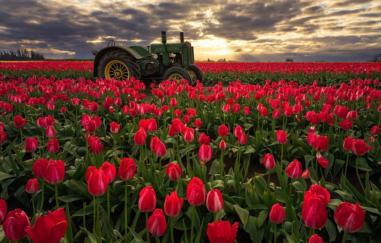 Фото обои поле, рассвет, утро, Орегон, трактор, тюльпаны, красные, бутоны