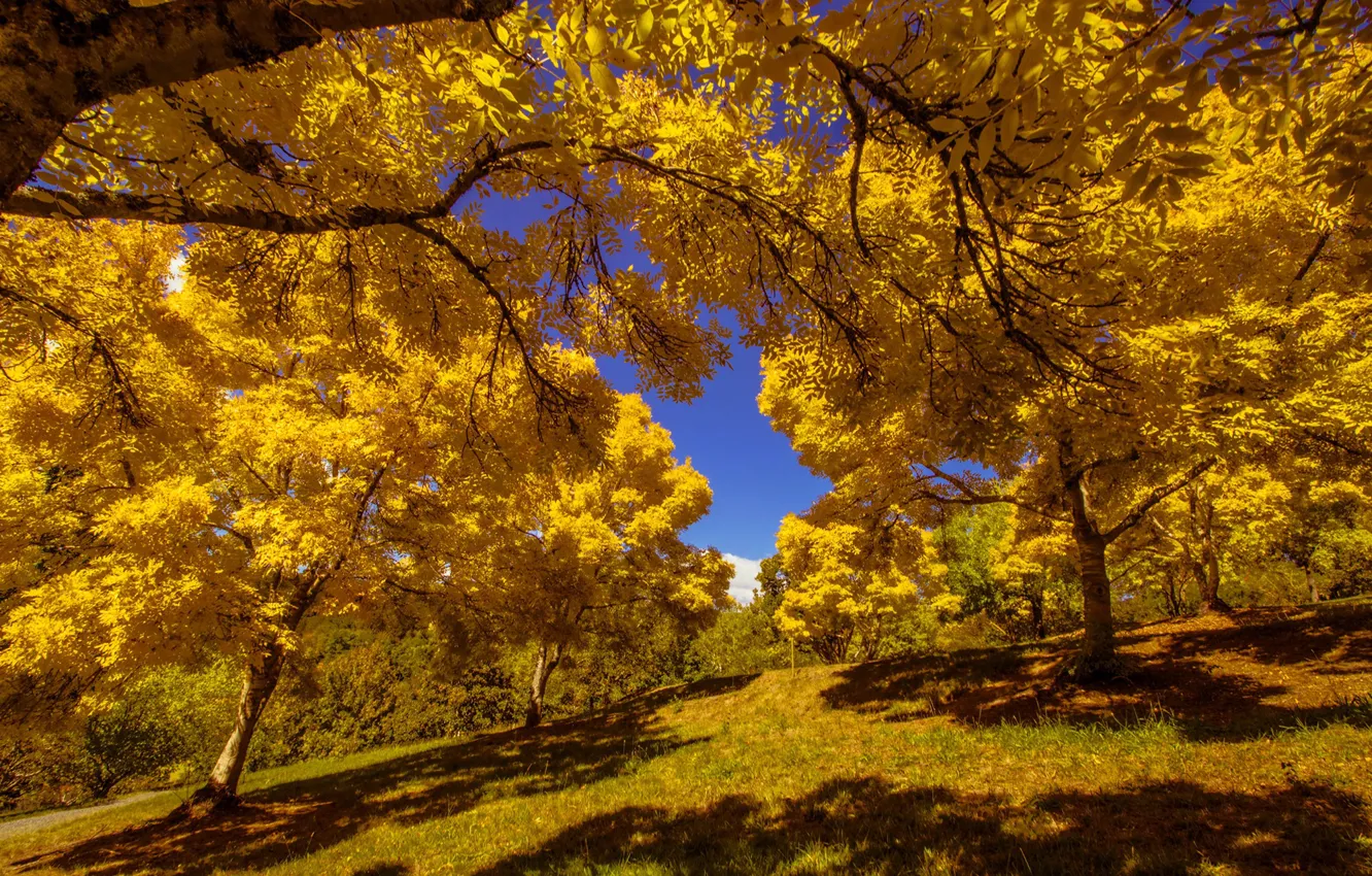Фото обои осень, листья, солнце, деревья, парк, желтые, склон