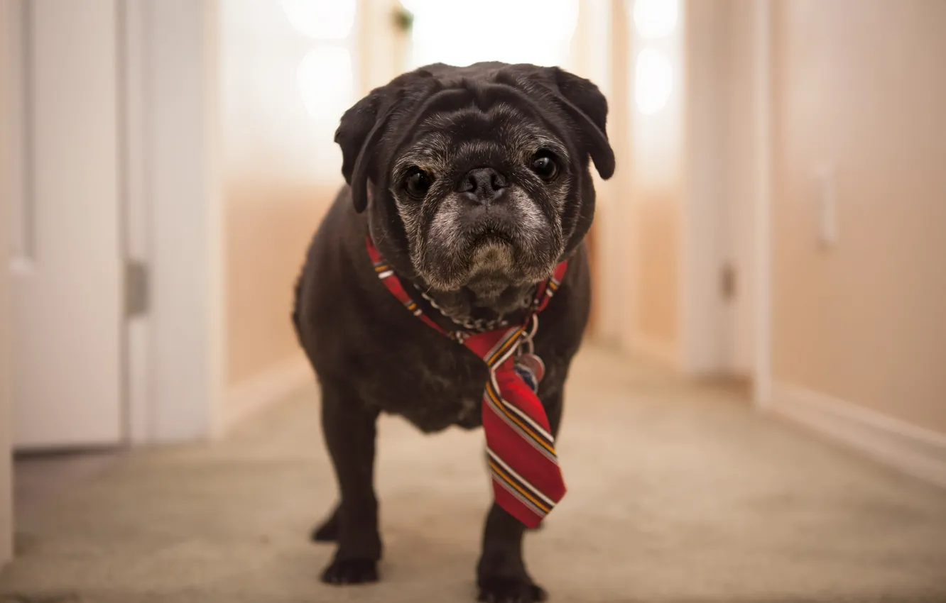 Фото обои дом, собака, галстук