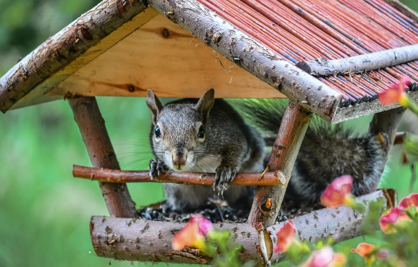 Фото обои funny, squirrel, bird feeder