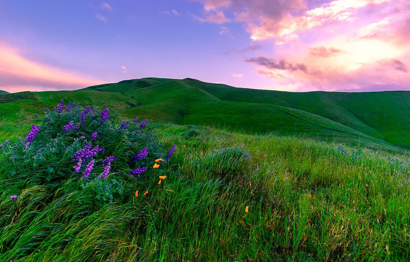 Фото обои зелень, небо, трава, облака, цветы, холмы, поля, Калифорния