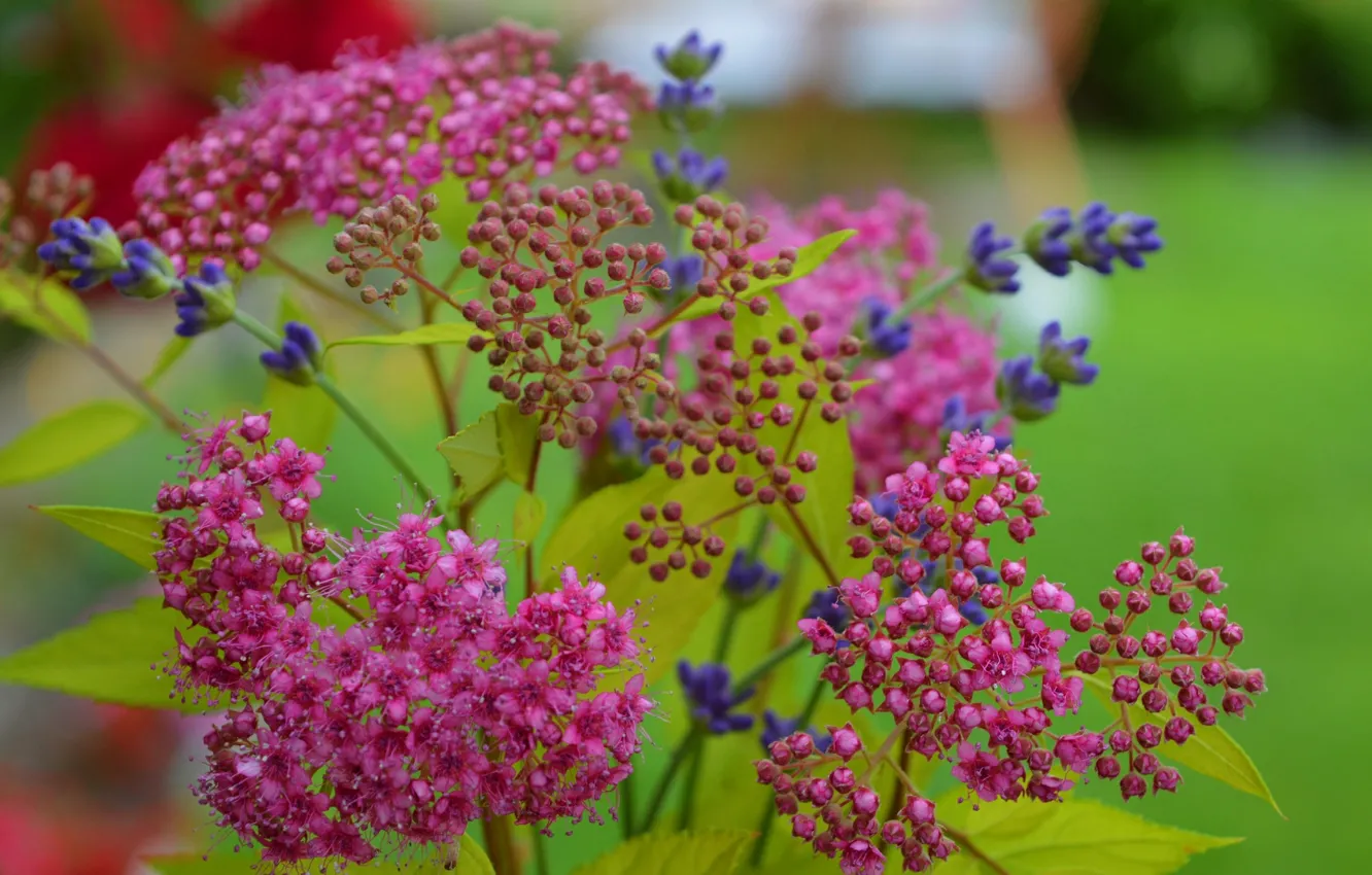 Фото обои Весна, Цветочки, Flowers, Spring
