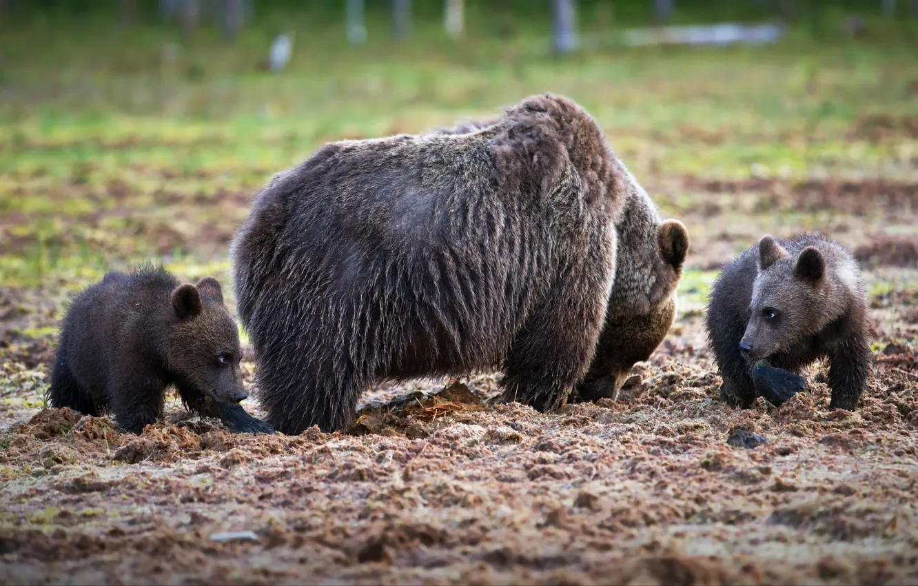 Фото обои животные, природа, хищники, медведи, медвежата, медведица, детёныши, Александр Перов
