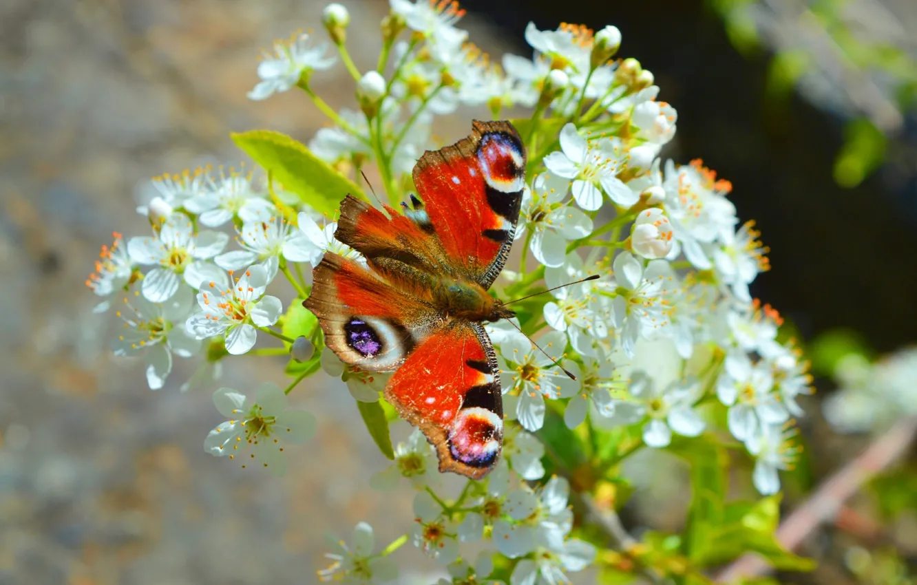 Фото обои Макро, Весна, Бабочка, Spring, Цветение, Macro, Butterfly, Flowering