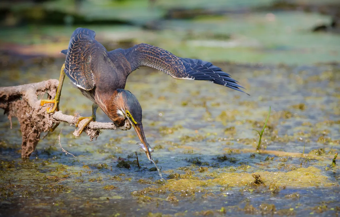 Фото обои рыбки, ветки, птица, болото, клюв