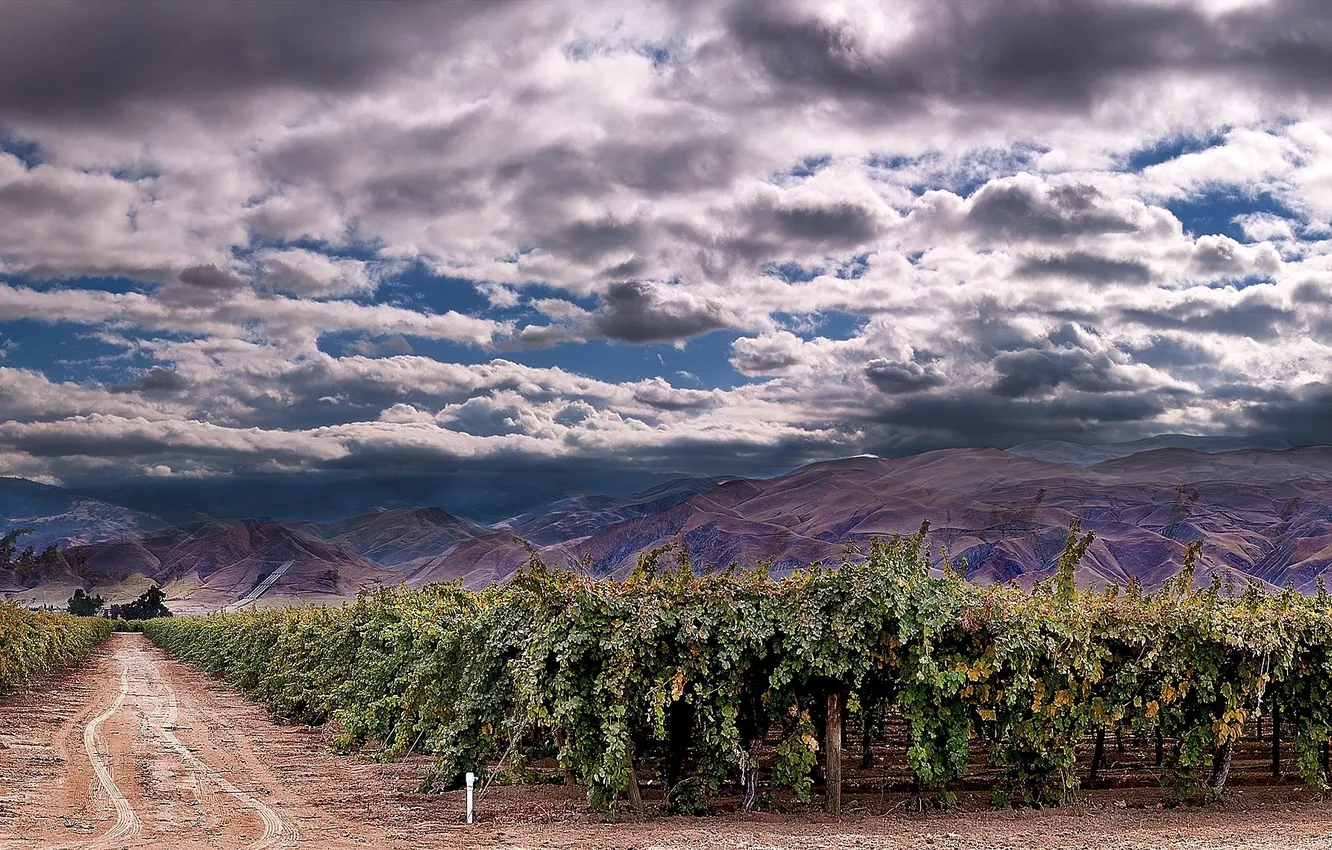 Фото обои дорога, небо, облака, горы, виноградники