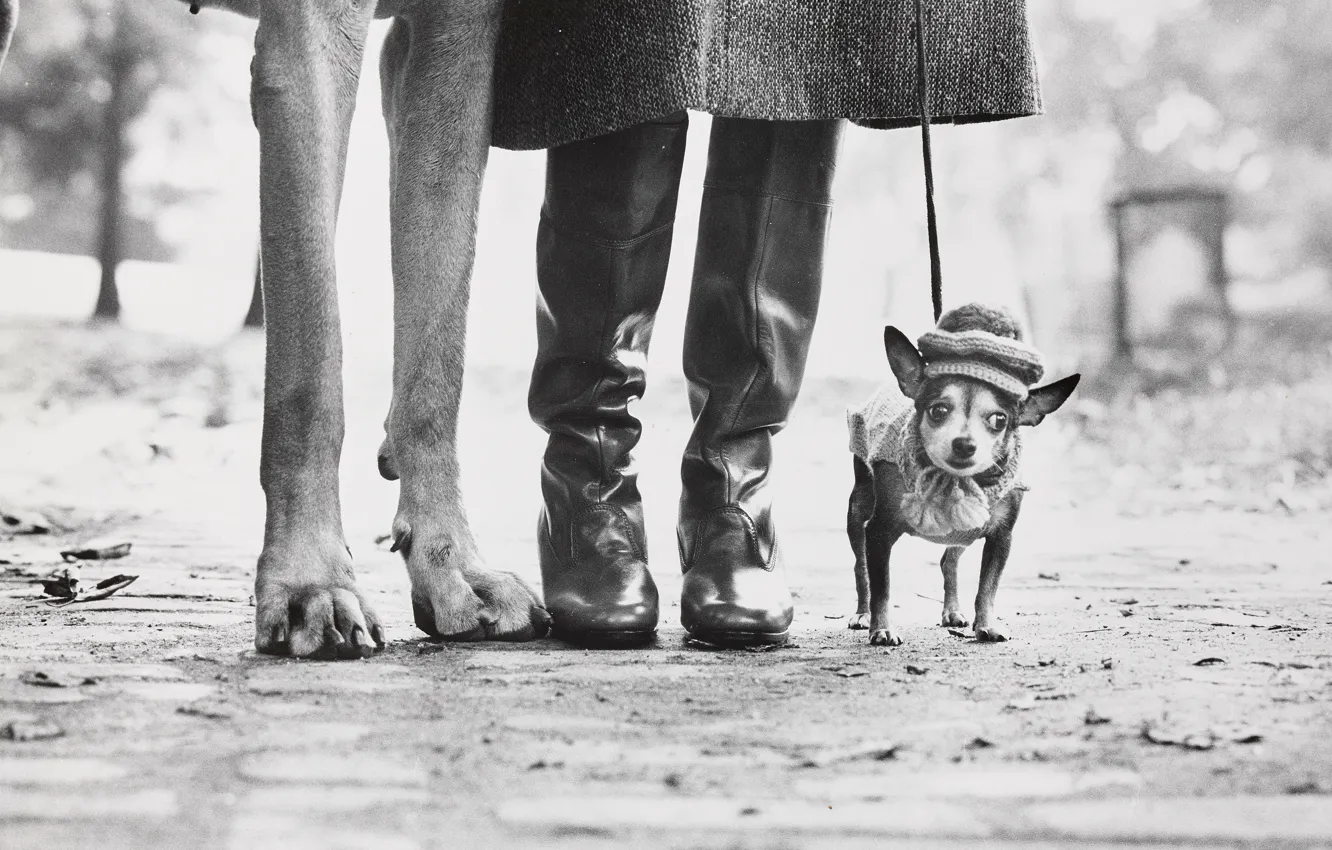 Фото обои Нью-Йорк, Собаки, США, Ноги, New York City, Dogs, Chihuahua, Чихуахуа