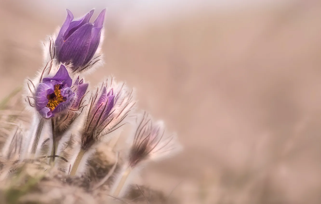 Фото обои flower, lavender, crocus