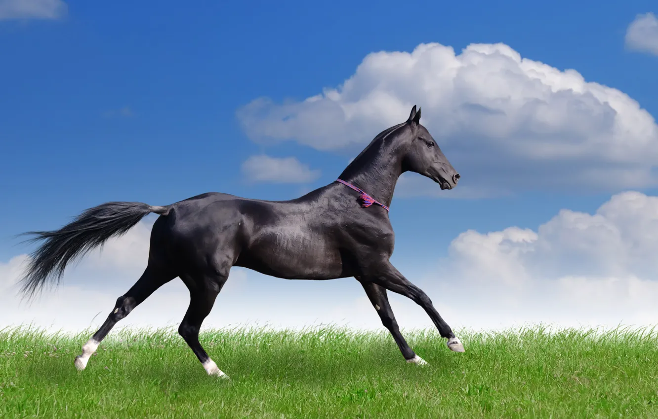 Фото обои поле, лето, трава, облака, конь, бег