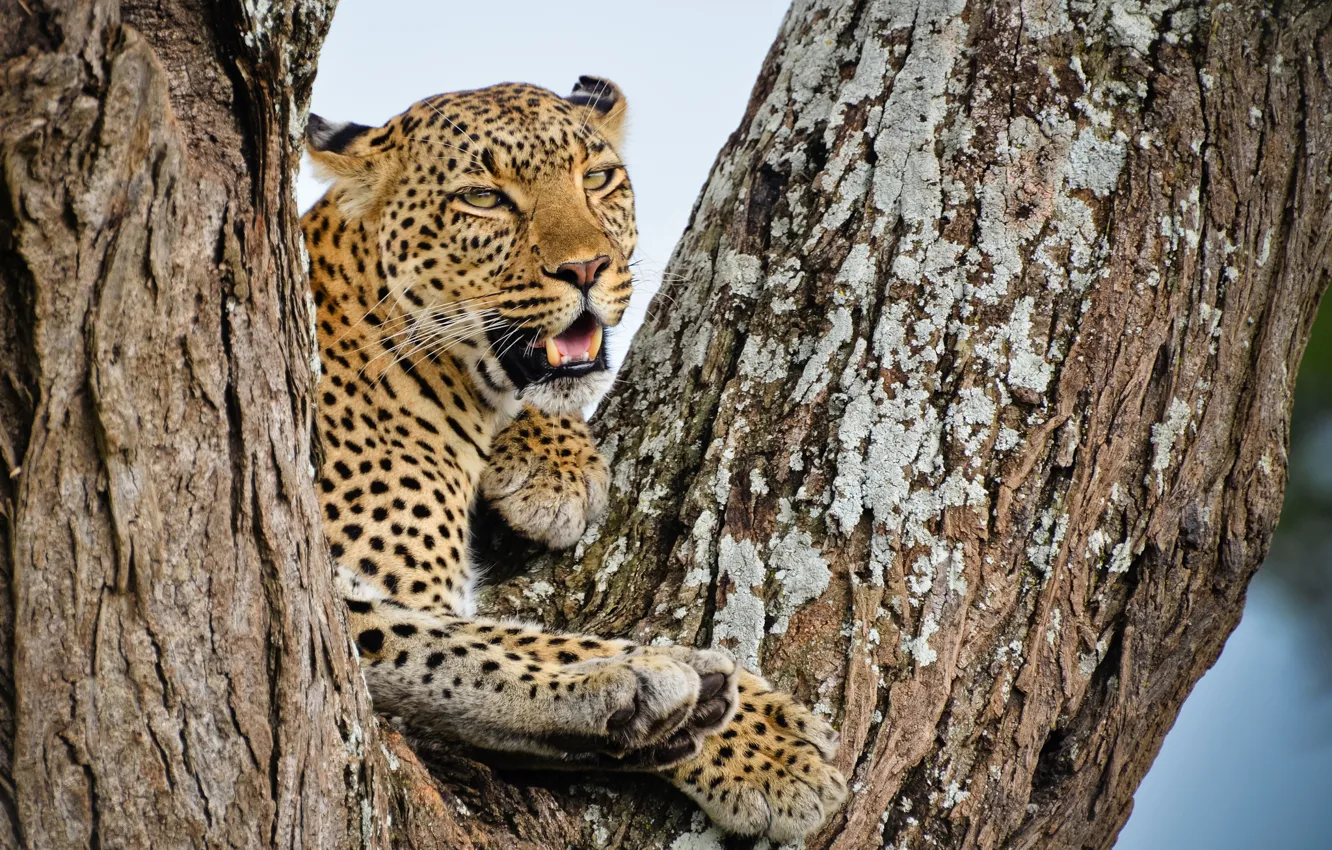 Фото обои взгляд, дерево, отдых, хищник, леопард, африканский