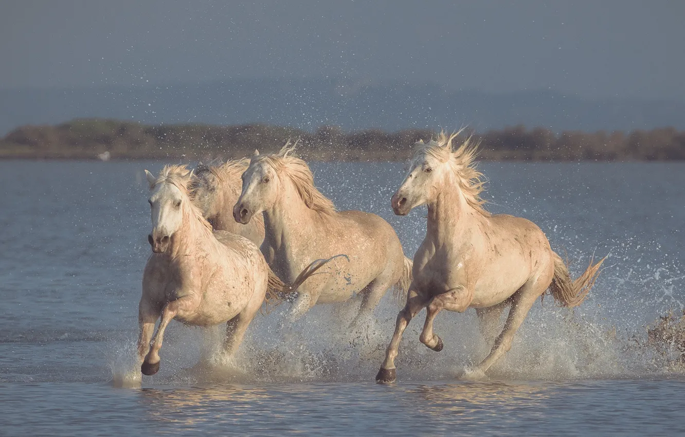 Фото обои вода, брызги, кони, лошади, бег