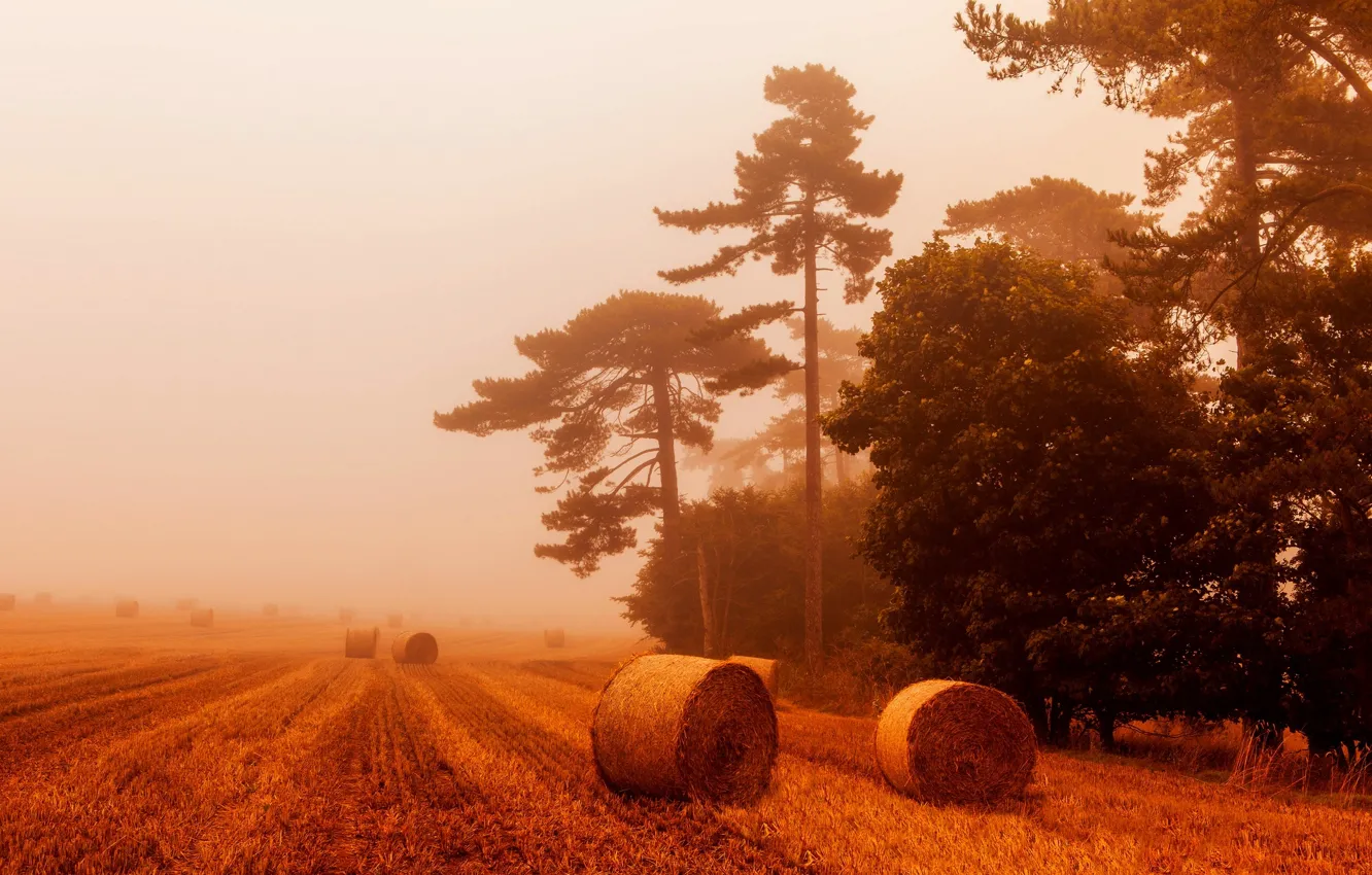 Фото обои пшеница, поле, небо, пейзаж, природа, туман, вид, тюки
