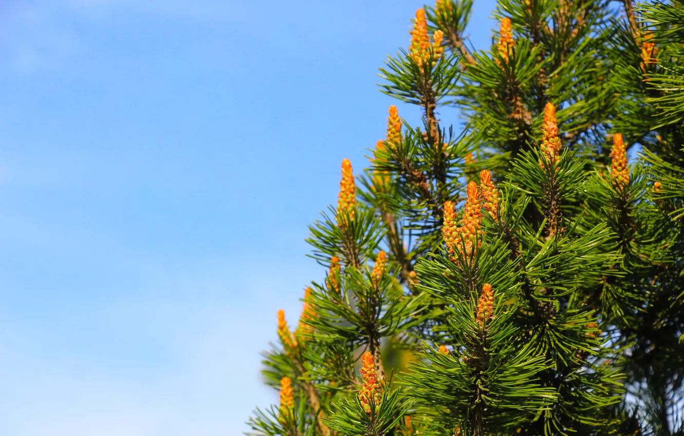 Фото обои sky, blue, pine, twig