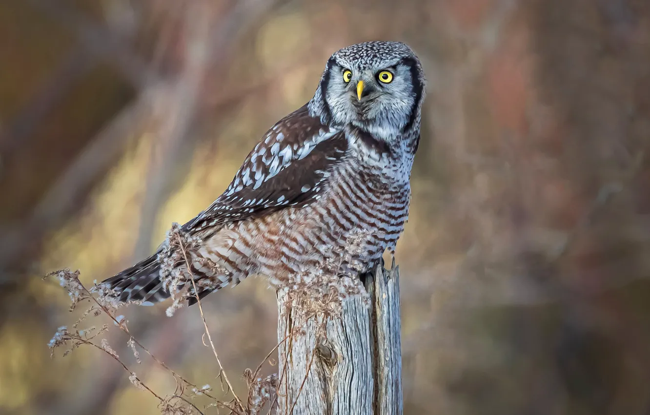 Фото обои взгляд, фон, сова, птица, столбы, боке