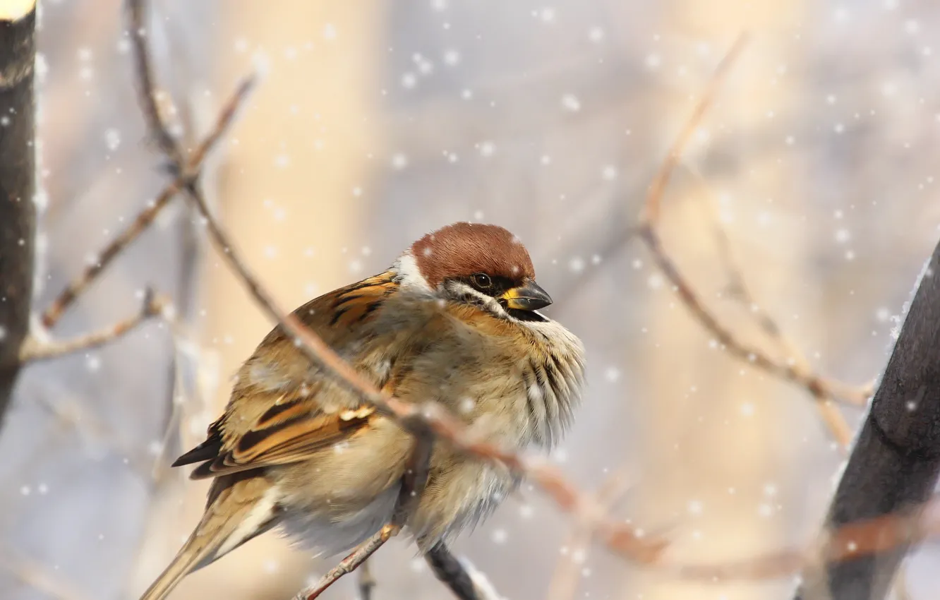 Фото обои зима, снег, ветки, птица, воробей