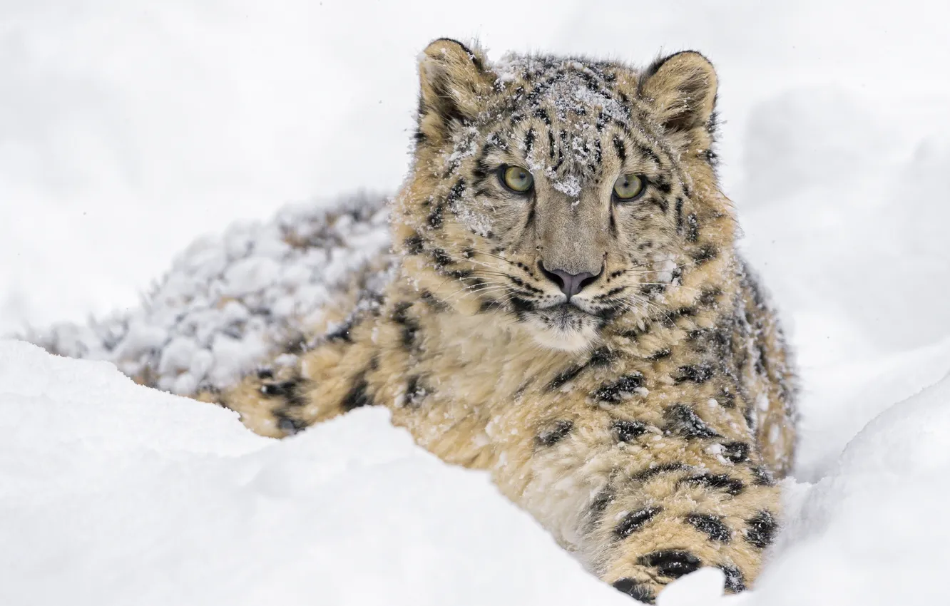 Фото обои зима, морда, снег, хищник, лежит, ирбис, снежный барс, детёныш