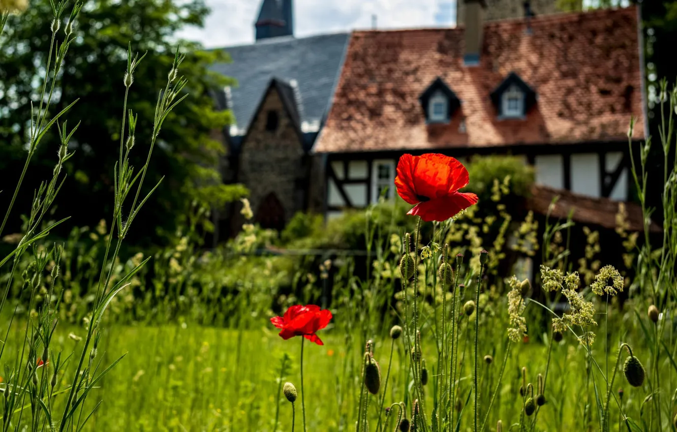 Фото обои лето, цветы, дом, замок, маки, красные, особняк, боке