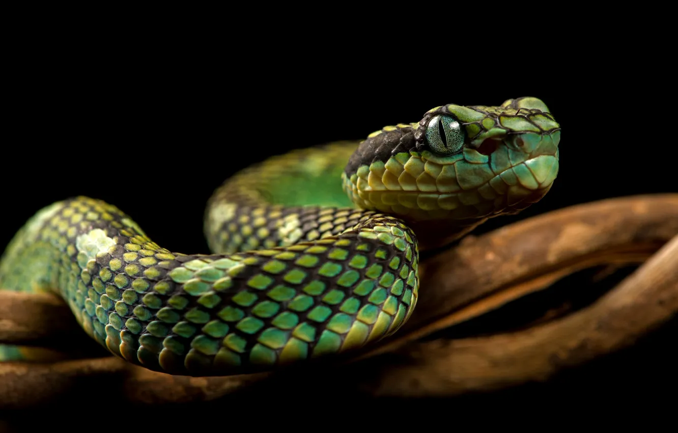 Фото обои змея, питон, черный фон