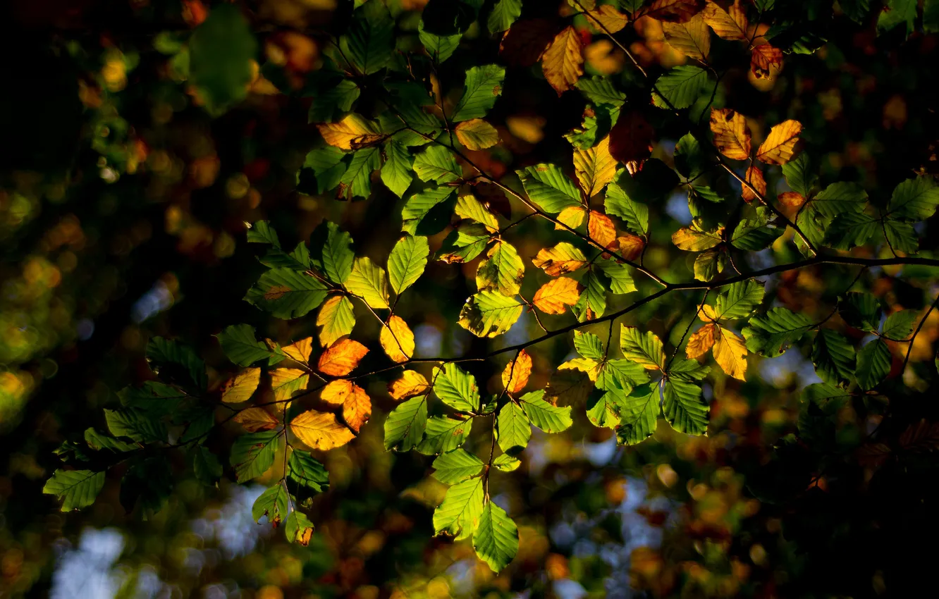 Фото обои осень, лес, листья, свет, ветки, дерево