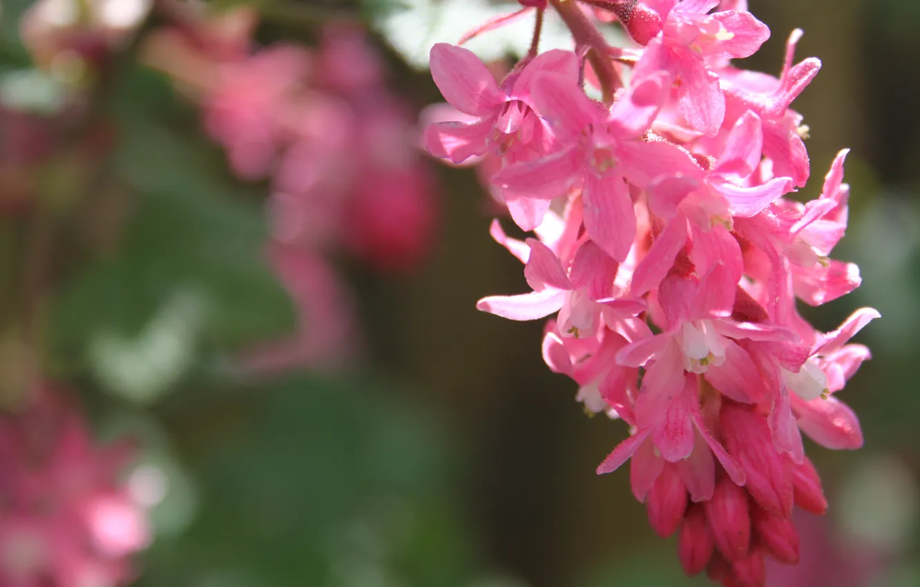 Фото обои лето, макро, природа, веточка, розовые цветы
