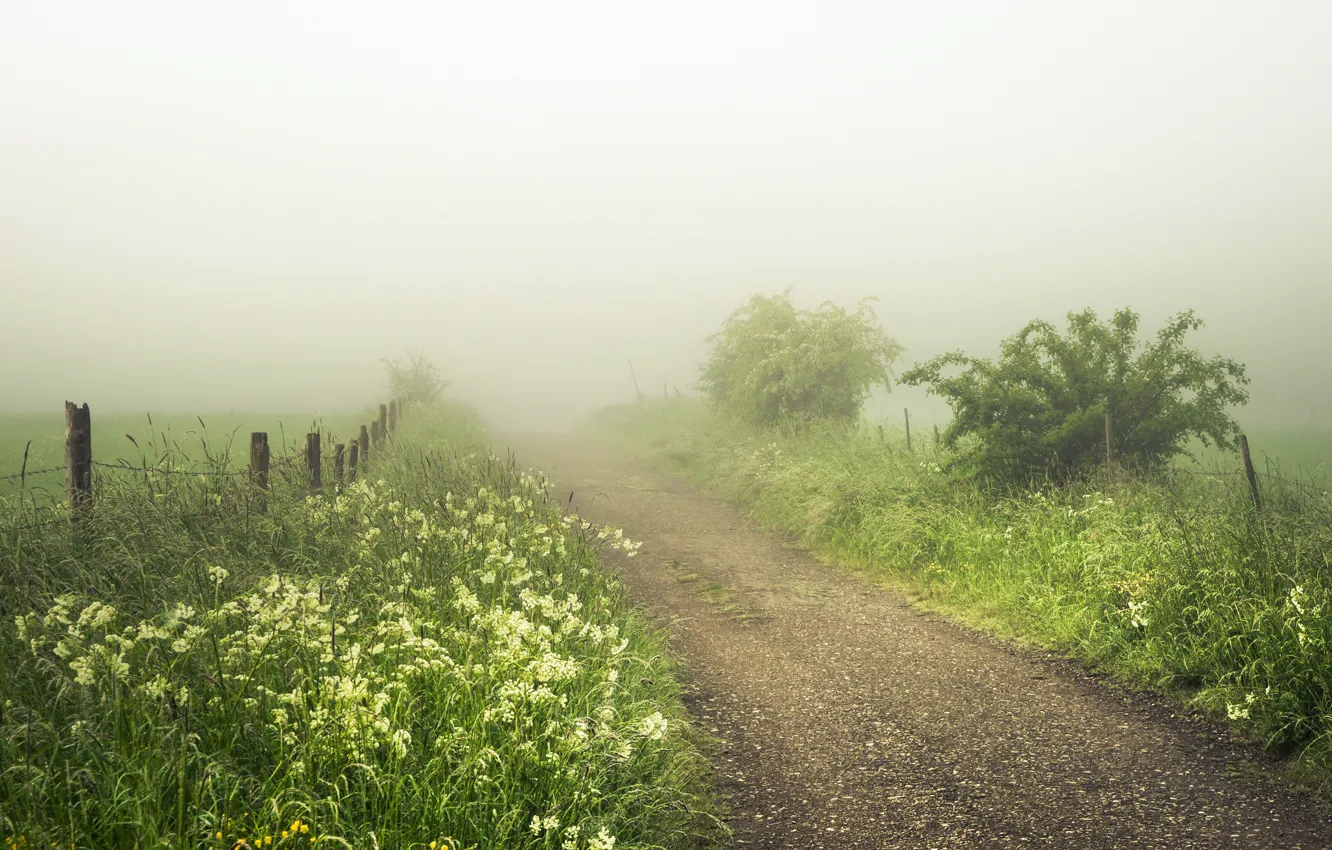 Фото обои дорога, лето, туман