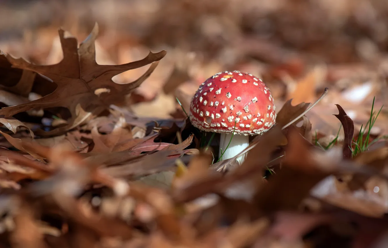 Фото обои листья, природа, гриб