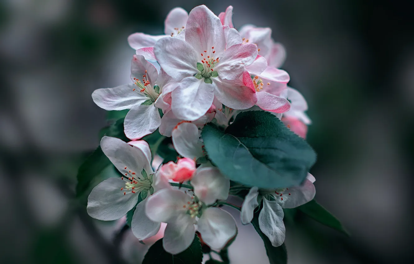 Фото обои ветка, весна, лепестки, яблоня, цветение, боке