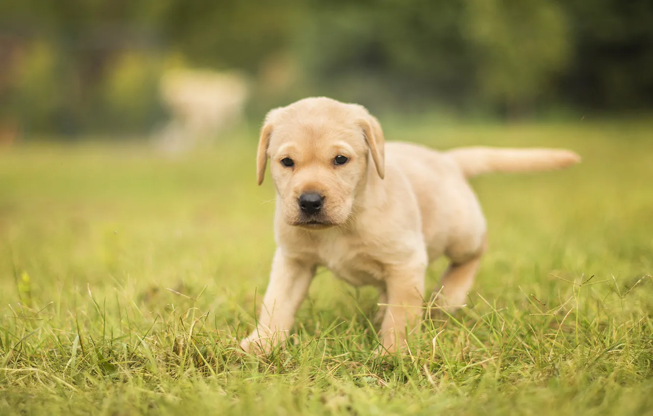 Фото обои трава, собака, щенок, боке, Лабрадор-ретривер