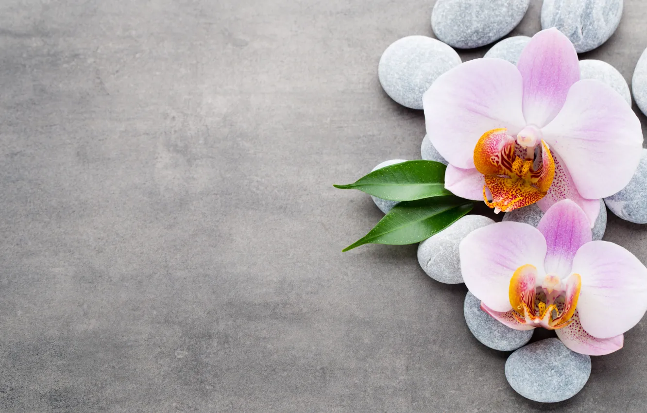 Фото обои камни, орхидея, pink, orchid
