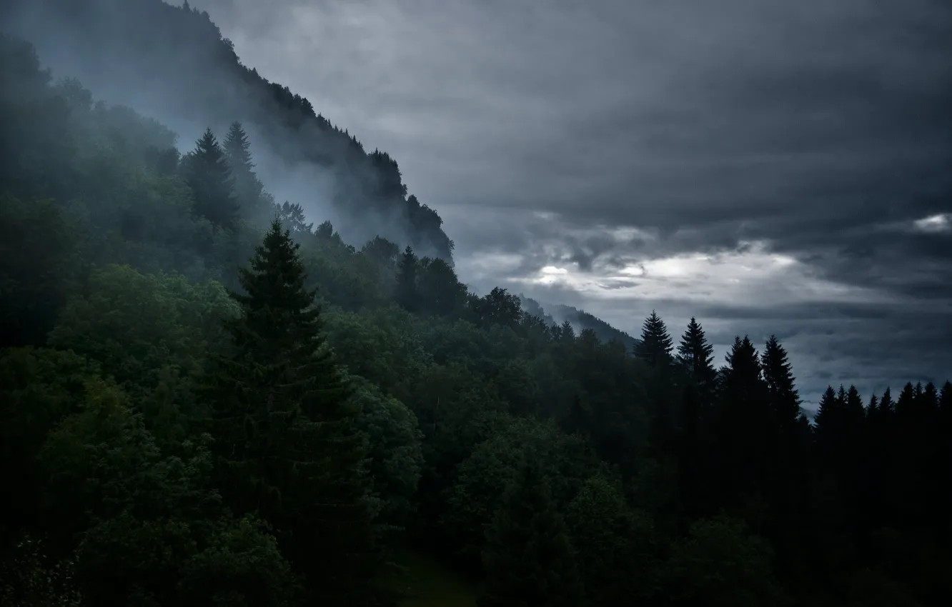 Фото обои лес, небо, деревья, тучи, природа, гора, склон, Норвегия