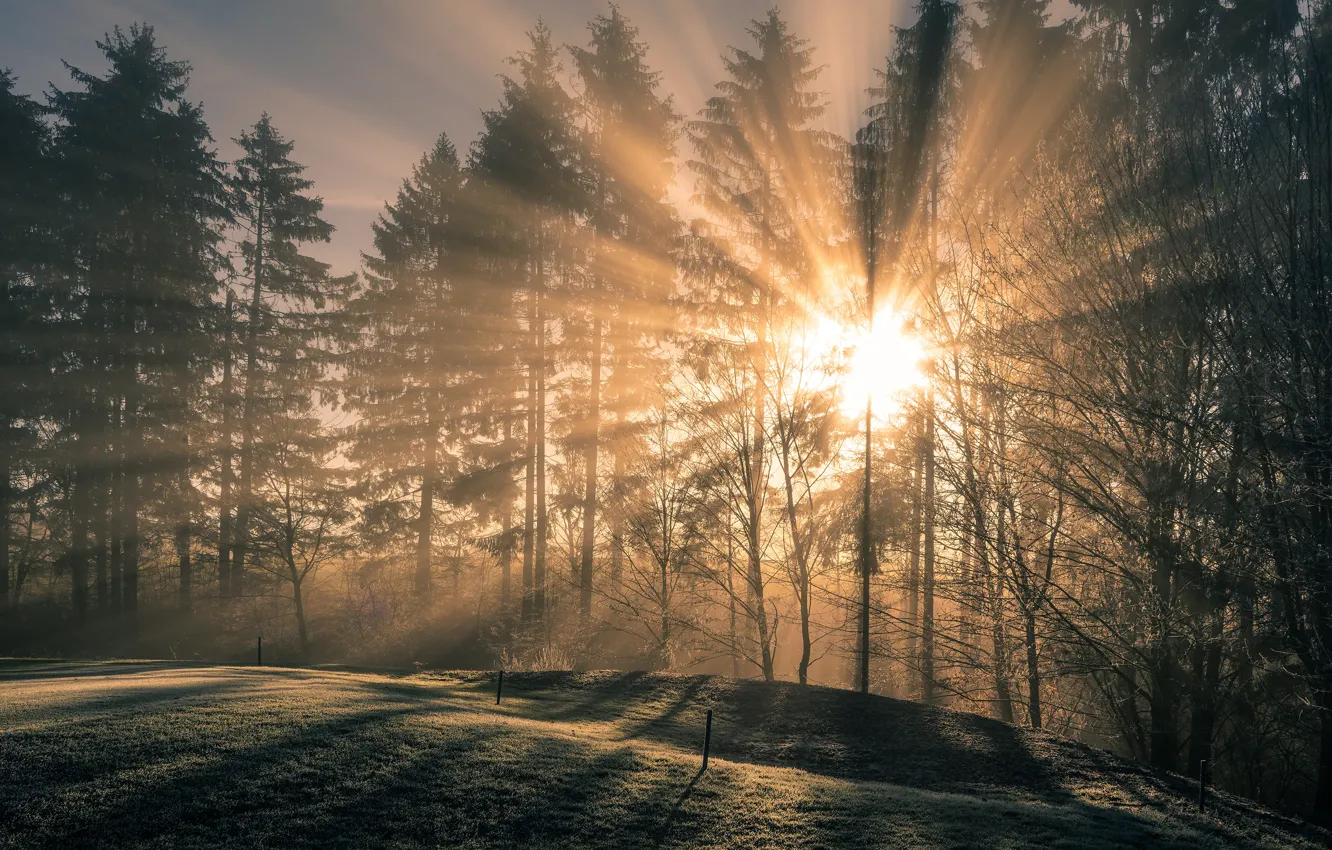 Фото обои лес, солнце, лучи, свет, деревья, ветки, природа, туман