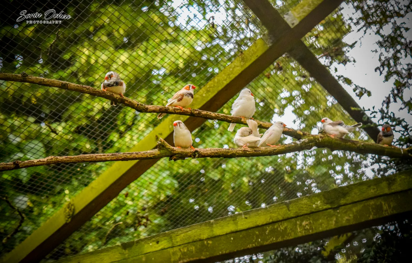 Фото обои Nature, Birds, Park, Animals, Sorin Ochea Photohraphy