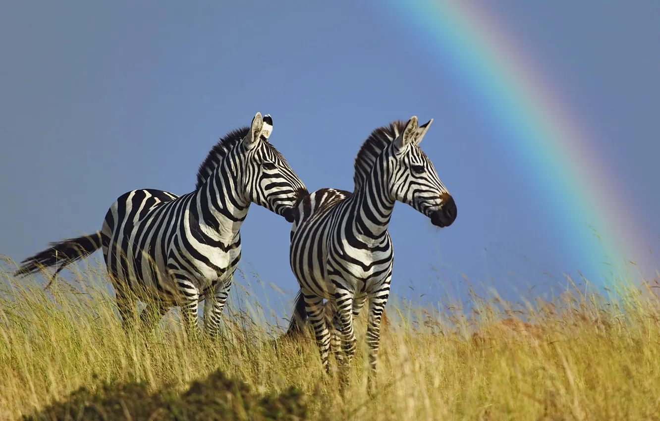 Фото обои лошадь, радуга, зебра